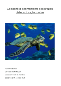 Capacità di orientamento e migrazioni delle tartarughe marine