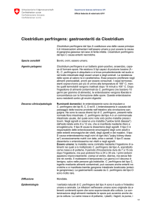 Clostridium perfringens: gastroenteriti da Clostridium