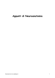 Appunti di Neuroanatomia