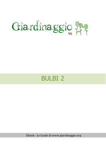 Bulbi 2 - Giardinaggio.org