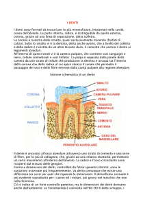 I DENTI I denti sono formati da tessuti per lo più