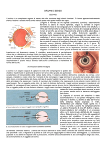 ORGANI Di SENSO - Istituto Magistrale GB Vico