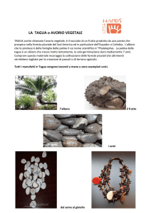 LA TAGUA o AVORIO VEGETALE - Associazione Little Hands