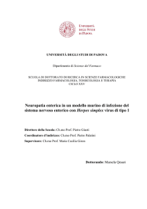 Neuropatia enterica in un modello murino di infezione del sistema