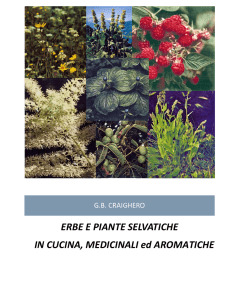 Erbe e piante selvatiche in cucina