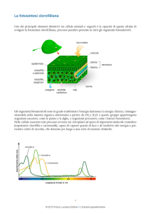 La fotosintesi clorofilliana - Zanichelli online per la scuola