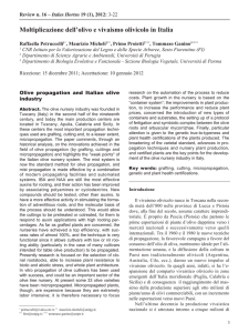 Moltiplicazione dell`olivo e vivaismo olivicolo in Italia