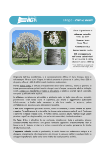 Ciliegio – Prunus avium