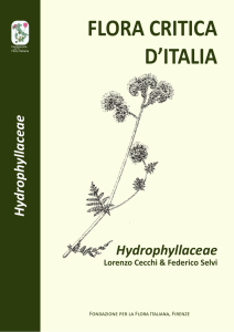 Hydrophyllaceae - Fondazione per la flora italiana