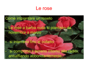 Le rose - Bcc Adda e Cremasco