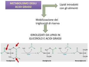 lez-2016-17-metabolismo lipidi