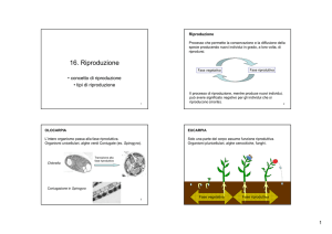 Biologia Vegetale tomo 3
