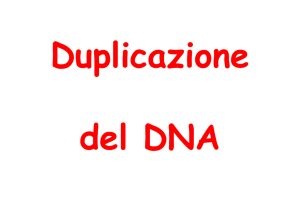 DuplicazDNA-110110 [modalità compatibilità]