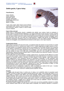 Gekko gecko_f - clinica veterinaria Adler