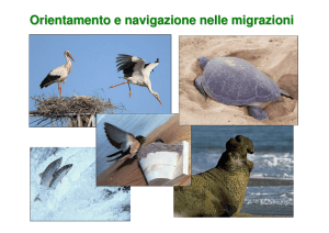 Orientamento e navigazione nelle migrazioni