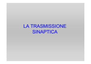 2Trasmissione sinaptica [modalità compatibilità]