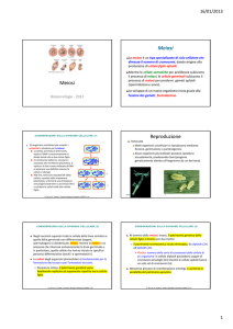 Meiosi Meiosi Reproduzione