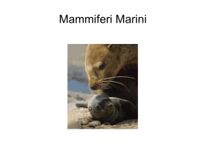 Mammiferi Marini - La Crisalide Onlus