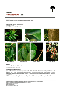 Prunus serotina - Regione Piemonte