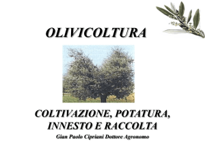 Corso Olivicoltura Dispensa