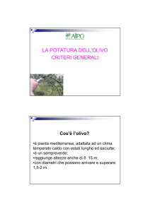 potatura dell`olivo pdf - Frantoio di Valnogaredo