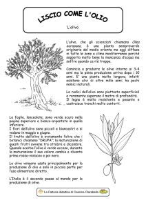 L`olivo - Cascina Clarabella