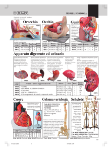 Modellini anatomici: scheletro, orecchio, occhio, genitali, cuore