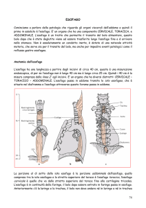 6_Esofago - filippolotti.it