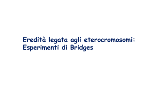 Esperimenti di Bridges