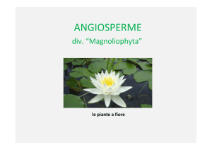 Angiosperme File
