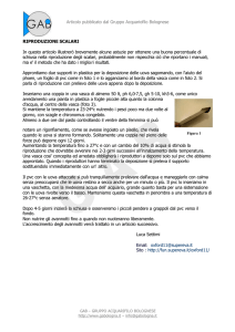 Riproduzione Scalari - GAB Gruppo Acquariofilo Bolognese
