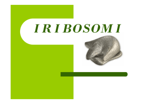 09 - Ribosomi - sciunisannio.it
