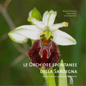 le Orchidee spontanee della Sardegna