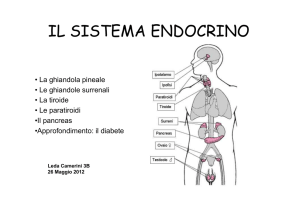 sistema endocrino (camerini)