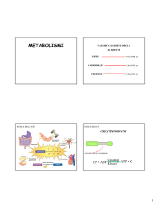 metabolismi