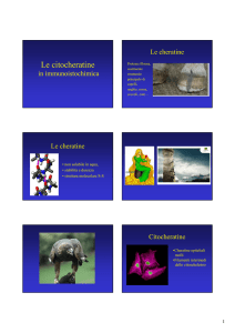 Perriard U. Le citocheratine in immunoistochimica, 02 settembre 2008.