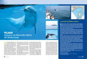 PELAGOS Santuario dei Mammiferi Marini del Mediterraneo