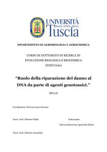 Ruolo della riparazione del danno al DNA da parte