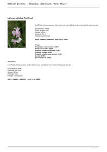 Erbacee perenni : Lathyrus latifolius `Pink Pearl`