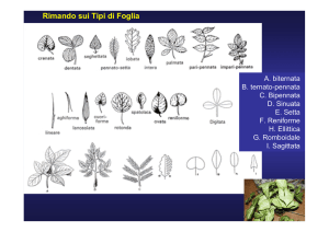 10a lezione botanica gen 2009 2010 cariophyllaceae e leguminosae