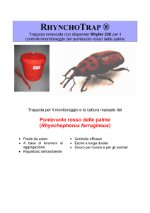 rhynchotrap - Agripiudabenito