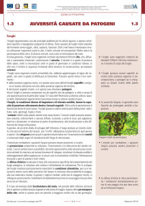 avversità causate da patogeni - Consorzio Ortofrutticolo Padano