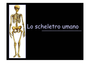 Lo scheletro umano - Confederazione Ufficiale Italiana Di Yoga