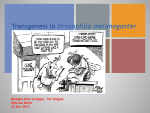 Transgenesi in Drosophila melanogaster