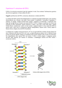 estrazione del DNA