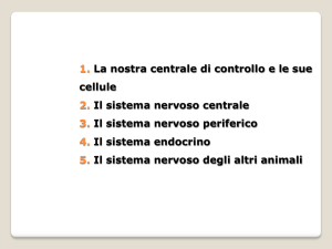 Il sistema nervoso periferico