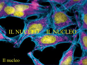 Nucleo-Citoscheletro