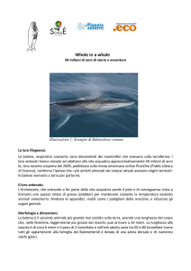 Qualche nozione sulla balena - Il Portale Italiano dell`Educazione