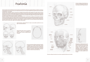Anatomia - Ali Libri