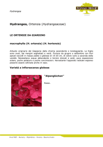 Hydrangea - Vivai MGF